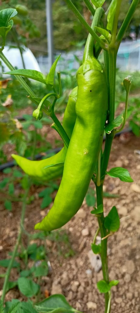 img 20220829 wa0009 (1)