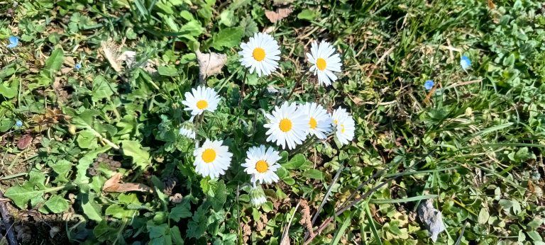 Con il caldo primaverile, ecco le prime fioriture!