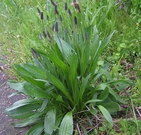 Erbe officinali, alimurgiche ed edibili: La natura a costo 0 – La Piantaggine