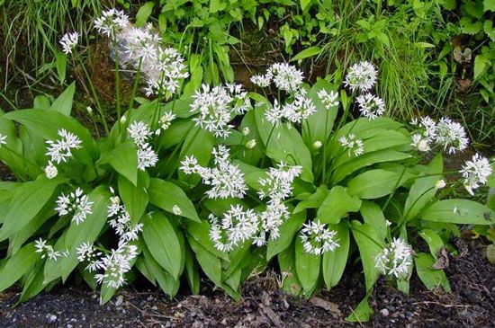 Erbe officinali, alimurgiche ed edibili: La natura a costo 0 – Aglio Orsino