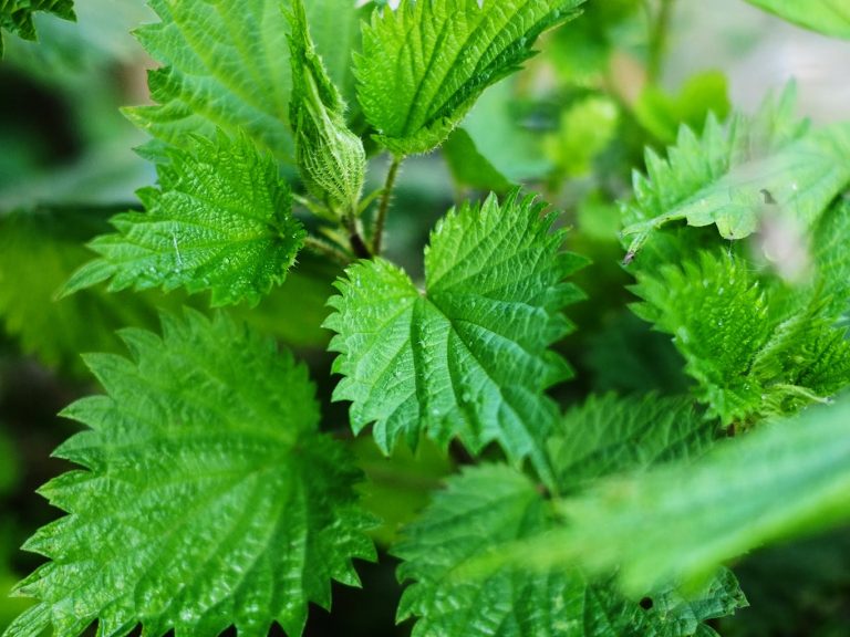 Erbe officinali, alimurgiche ed edibili: La natura a costo 0 – Ortica