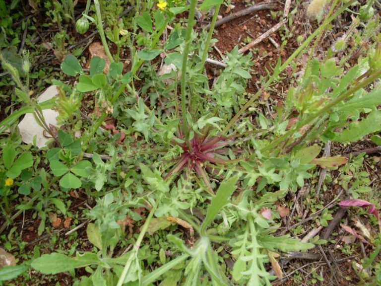 Erbe officinali, alimurgiche ed edibili: La natura a costo 0 – Crepidi