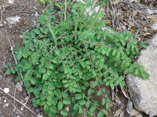 Erbe officinali, alimurgiche ed edibili: La natura a costo 0 – Pimpinella