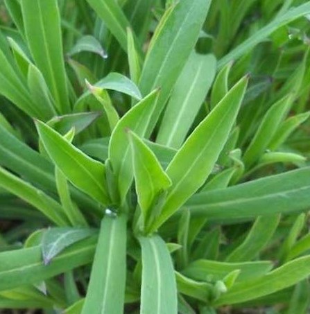 Erbe officinali, alimurgiche ed edibili: La natura a costo 0 – Silene inflata (o sciopet, o carletto, o sciopettin o strigolo etc…)