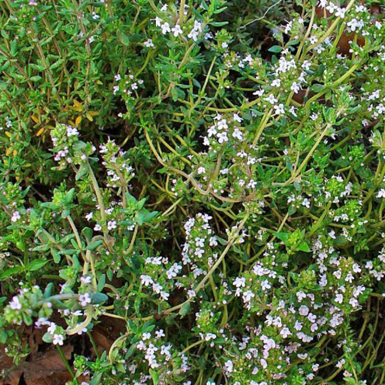 Erbe officinali, alimurgiche ed edibili: La natura a costo 0 – Timo